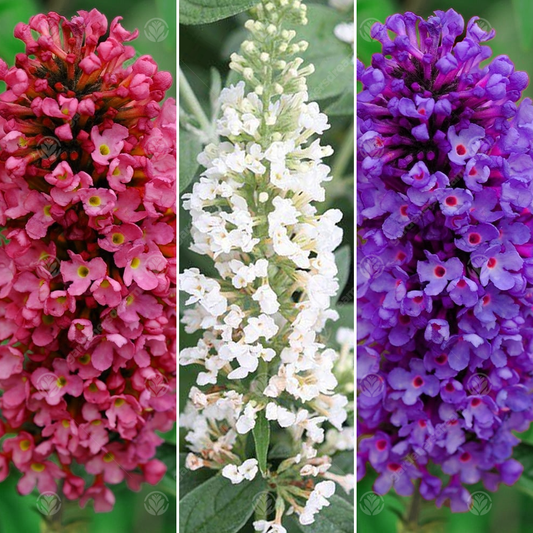 Buddleia Petite Mix (9cm, Pack of 3)