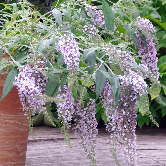 Buddleia Wisteria Lane (9cm)