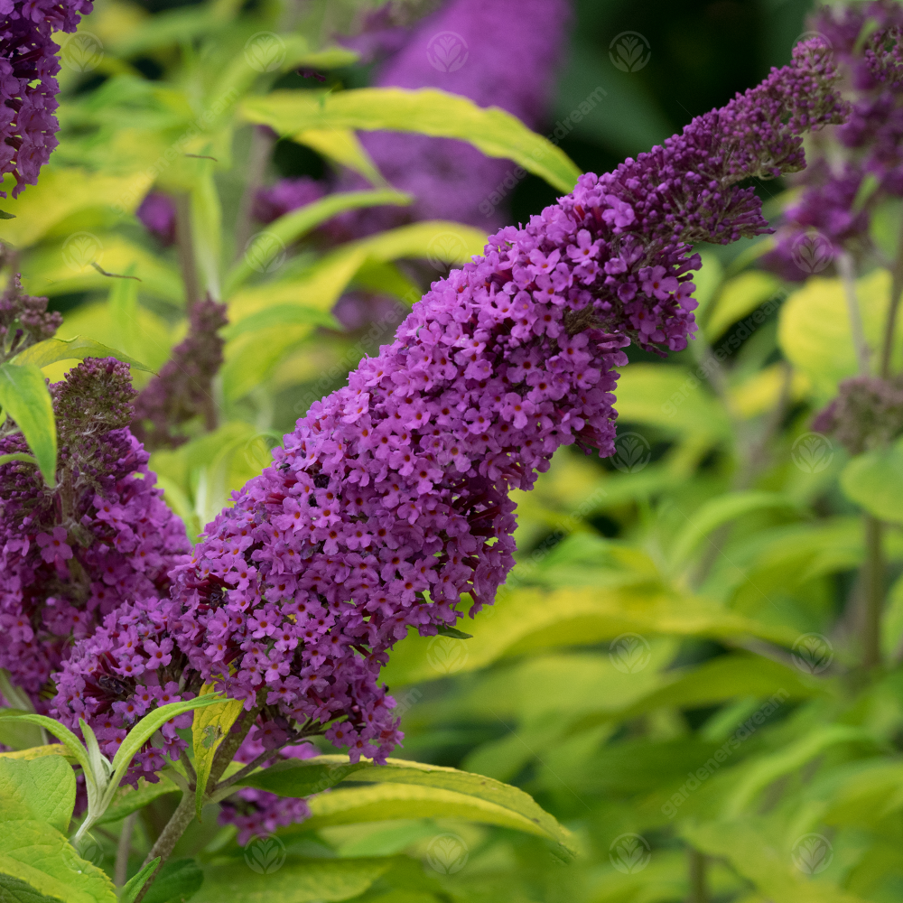 Buddleia Moonshine (9cm)