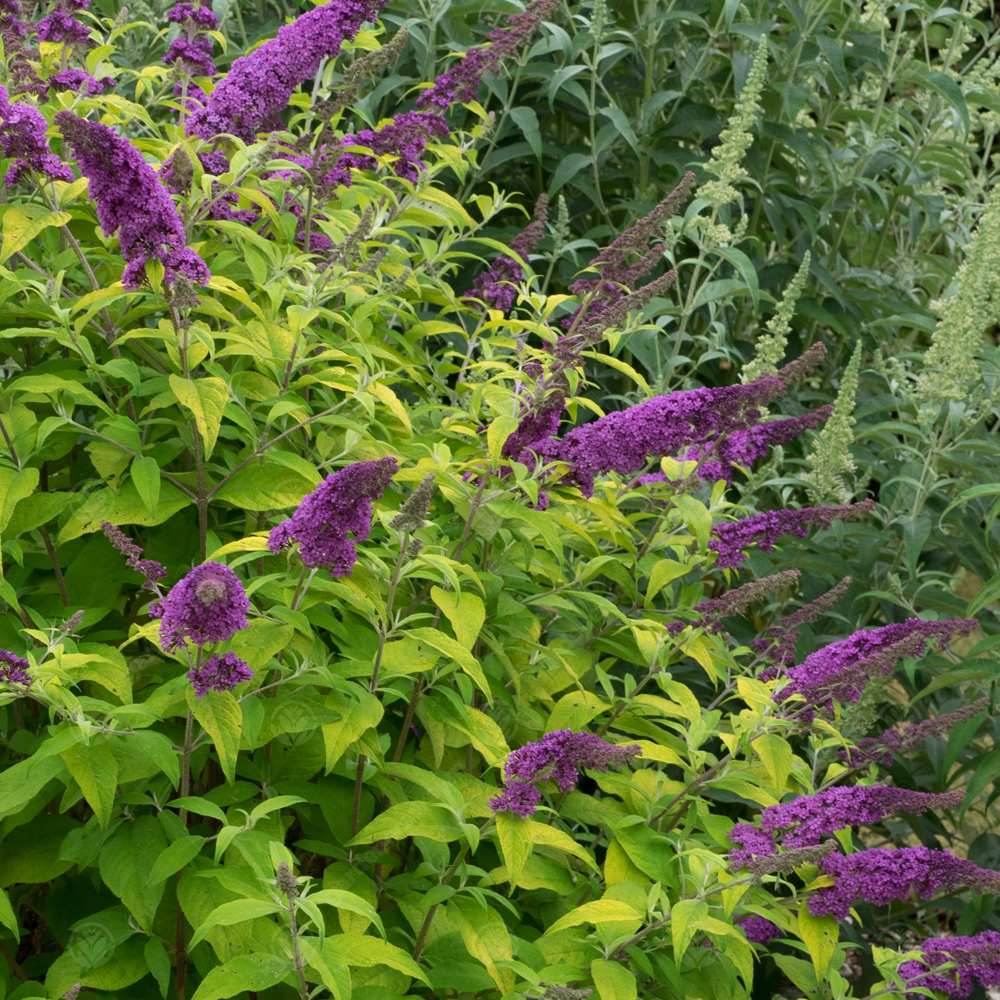 Buddleia Moonshine (9cm)