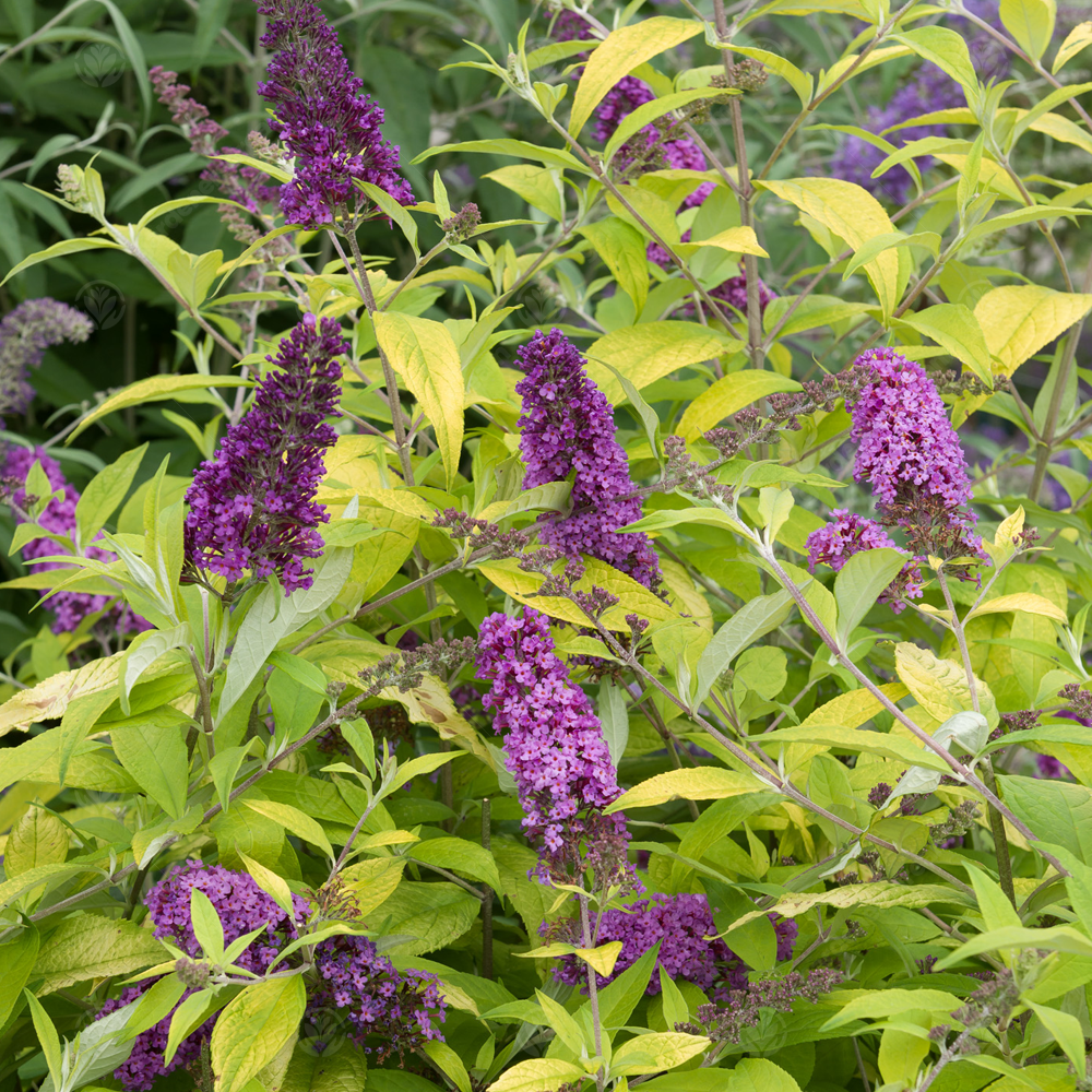 Buddleia Moonshine (9cm)