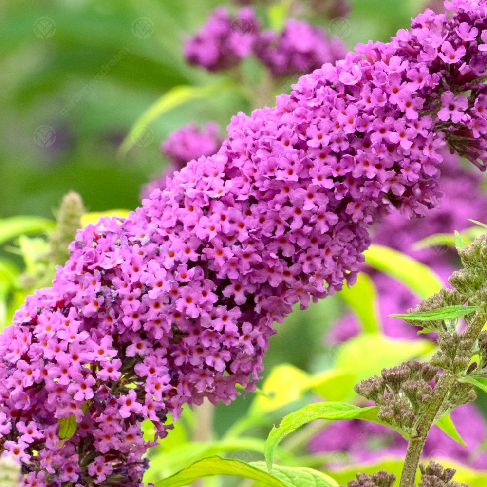 Buddleia Moonshine (9cm)