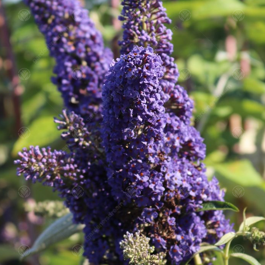 Buddleia Purple (9cm)