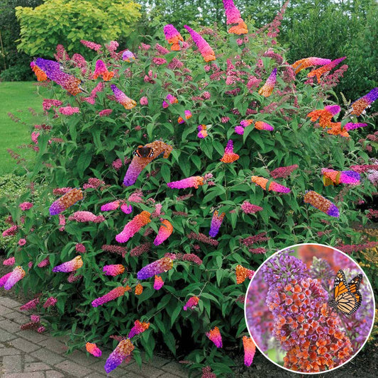 Buddleia Flower Power (2L)