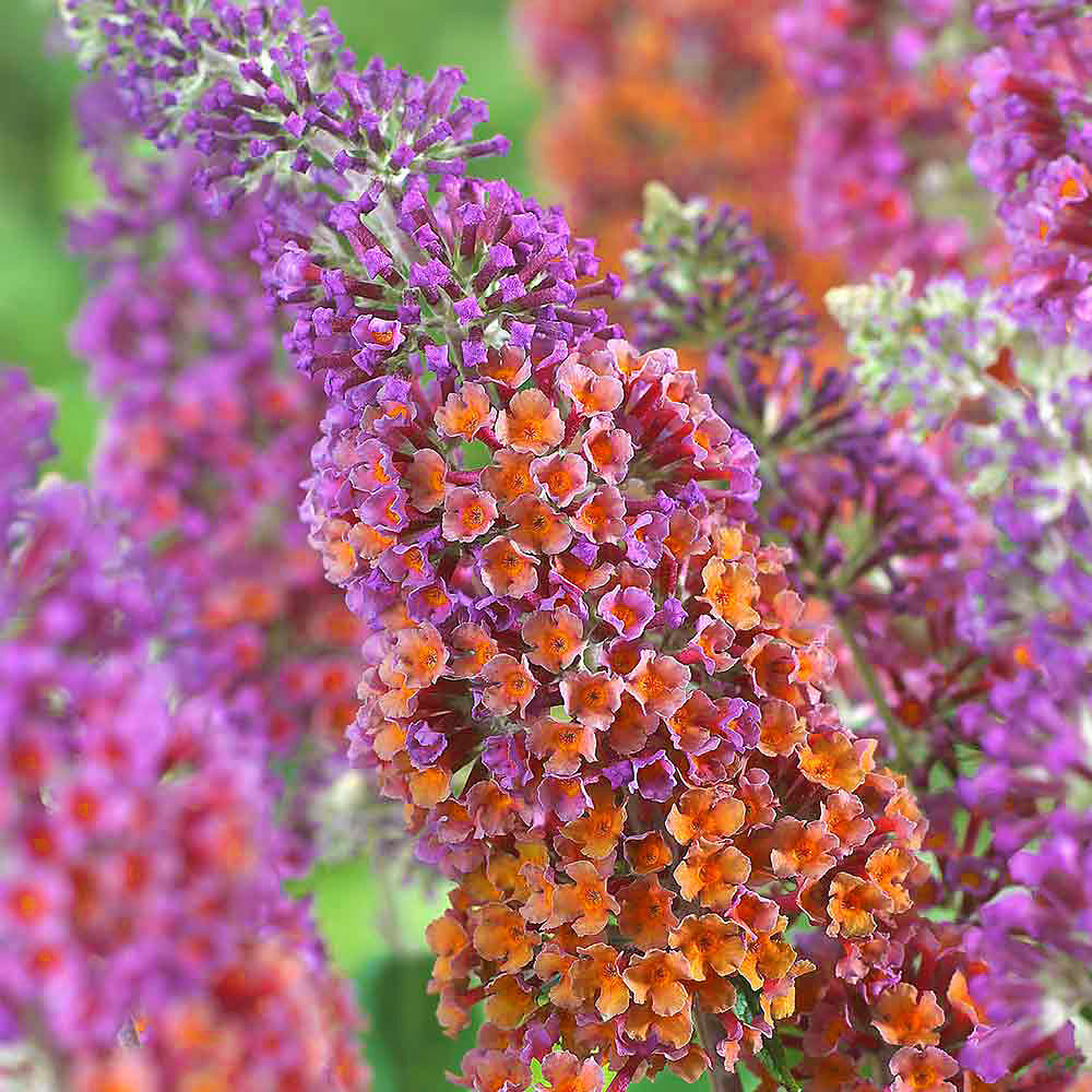 Buddleia Flower Power (2L)