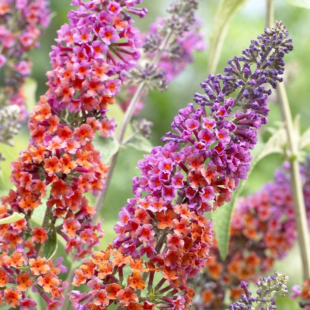 Buddleia Flower Power (2L)