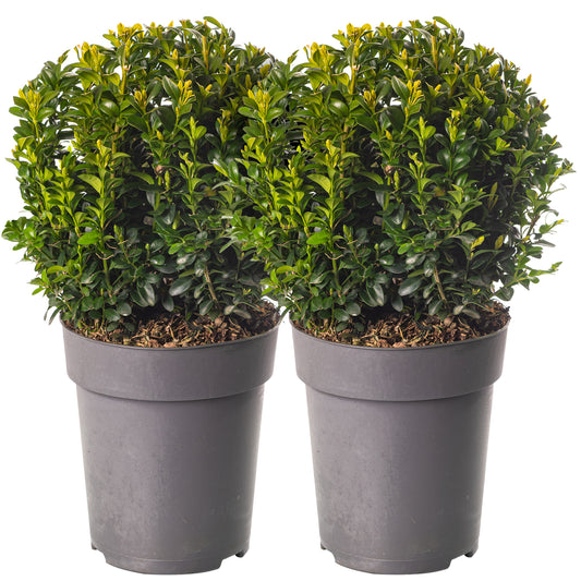 Buxus Ball Plant (20cm, Pack of 2)