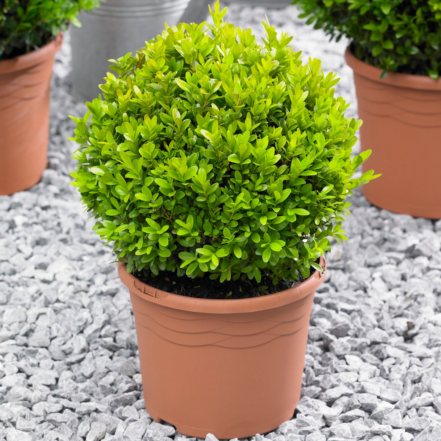 Buxus Ball Plant (40cm)