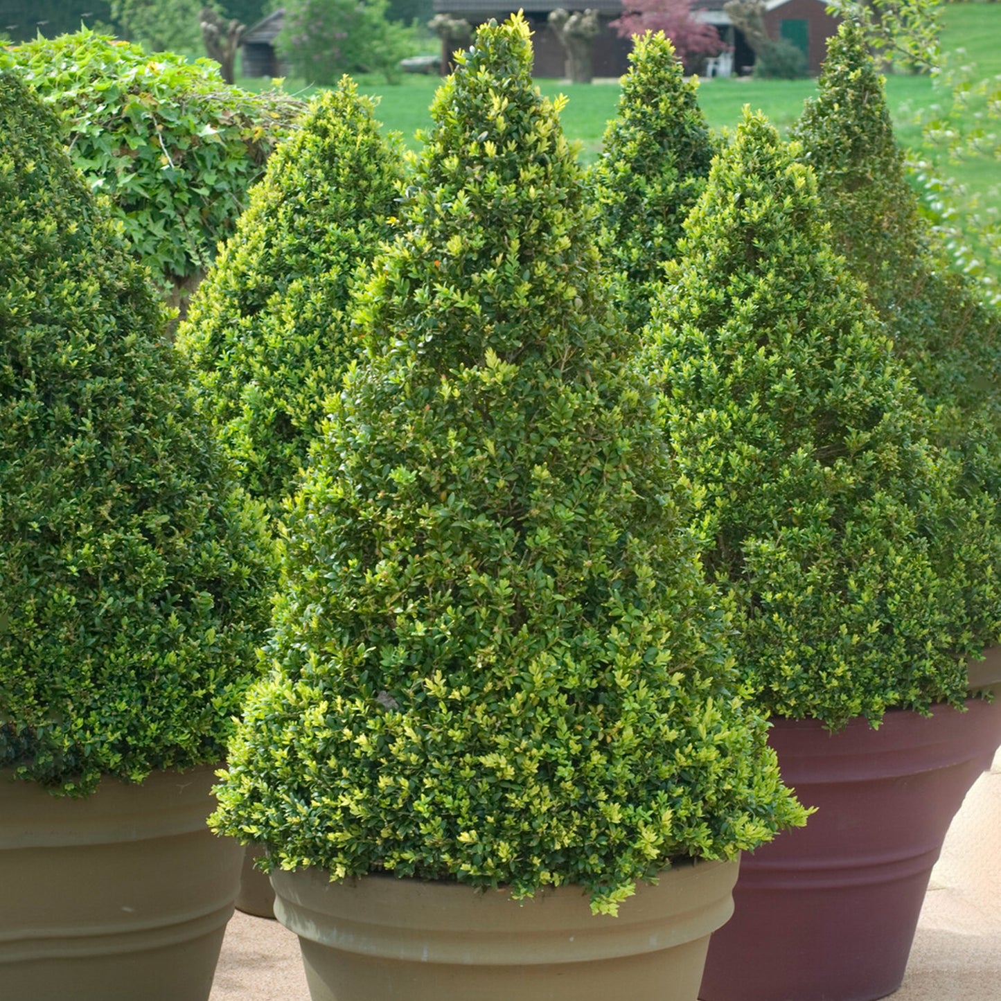 Buxus Pyramid (40-50cm, V1)