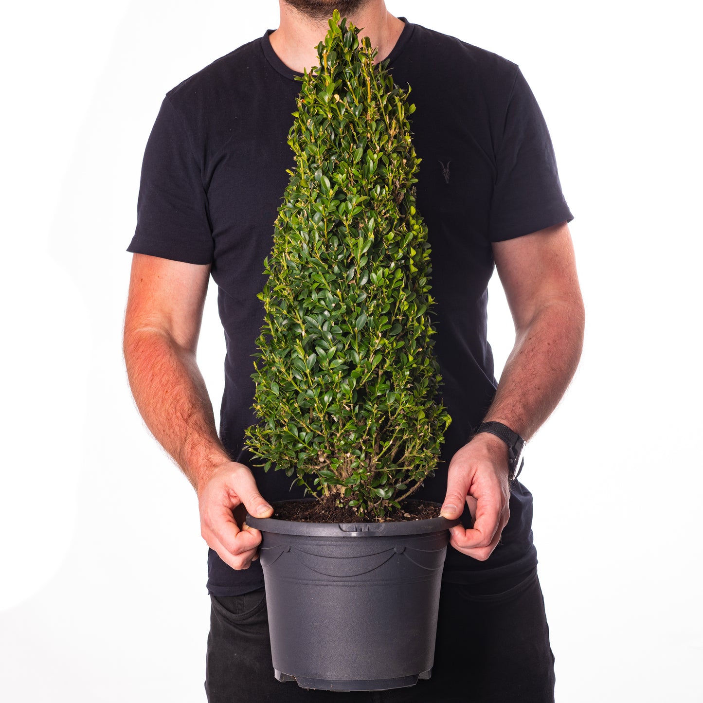 Buxus Pyramid (40-50cm, V1)