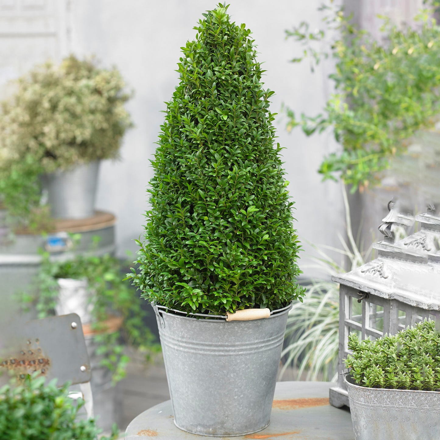 Buxus Pyramid (50-60cm, V0)