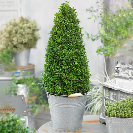 Buxus Pyramid (60-70cm, V1)