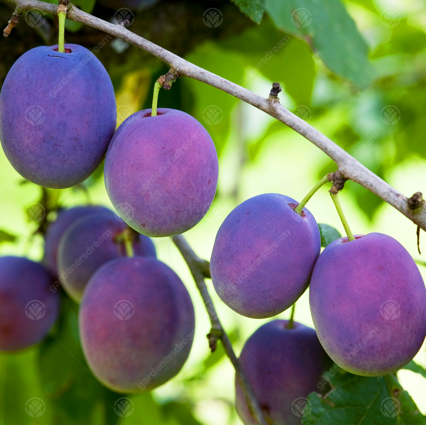 Plum Marjorie's Seedling (12L, 4-5ft)