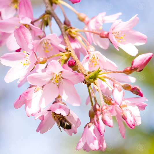 Prunus Pendula Rubra Tree (12L, 5-6ft)