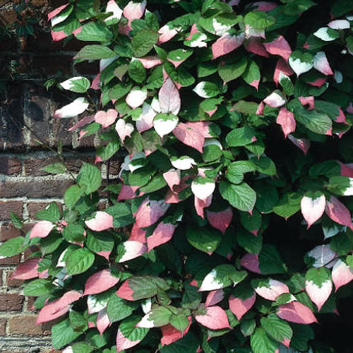 Kiwi - Actinidia Kolomikta (9cm)