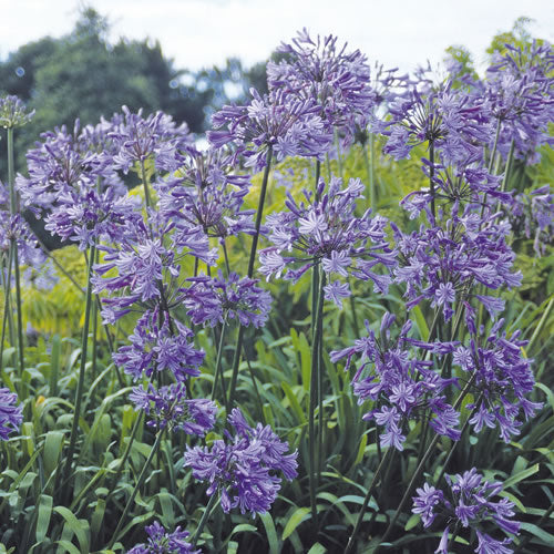 Agapanthus Headbourne Hybrids (9cm)