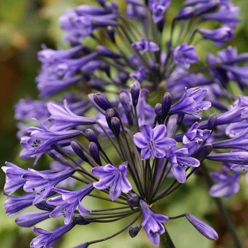 Agapanthus Headbourne Hybrids (9cm)