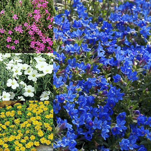 Alpine Mix (9cm, Pack of 24)
