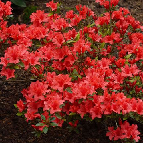 Azalea Orange (9cm)