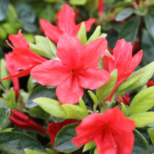 Azalea Orange (9cm)