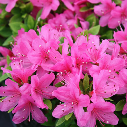 Azalea Pink (9cm)