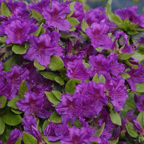 Azalea Purple (9cm)