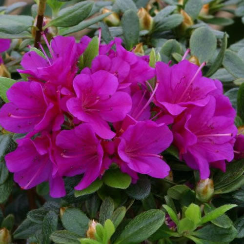 Azalea Purple (9cm)