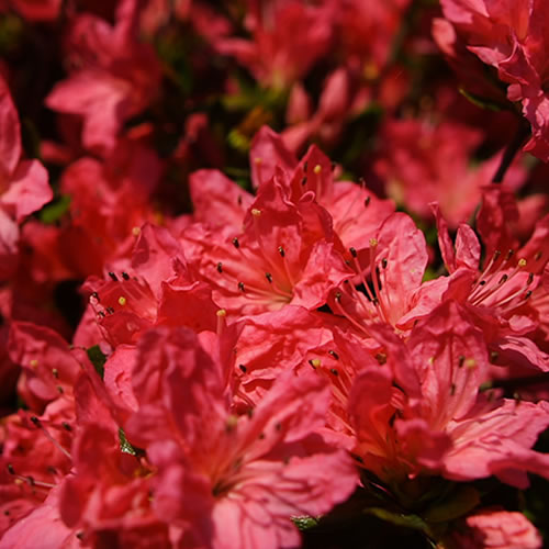 Azalea japonica Geisha Red (9cm)