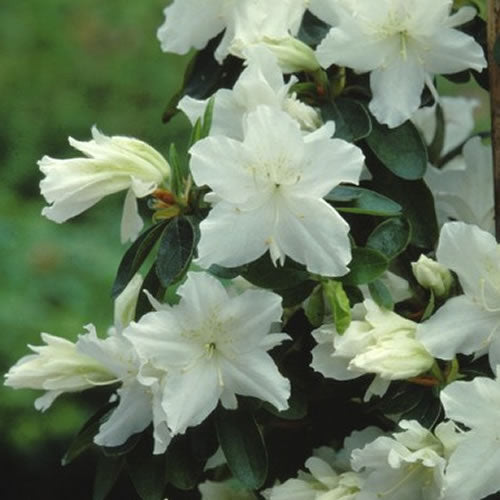 Azalea White (9cm)