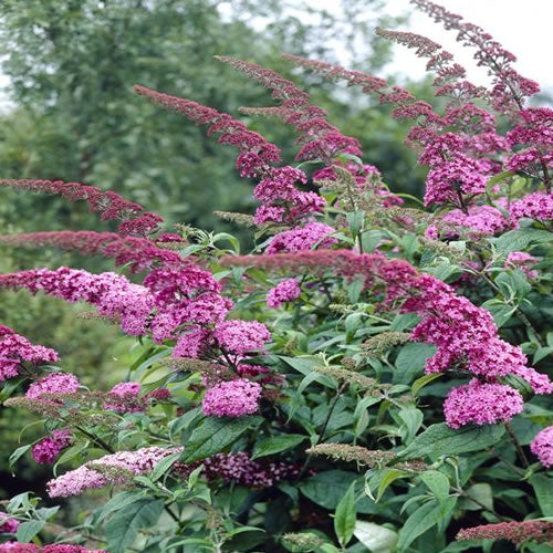 Buddleia Pink Delight (9cm)