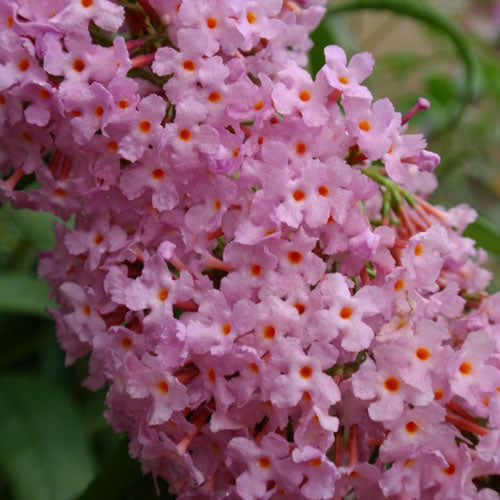 Buddleia Pink Delight (9cm)