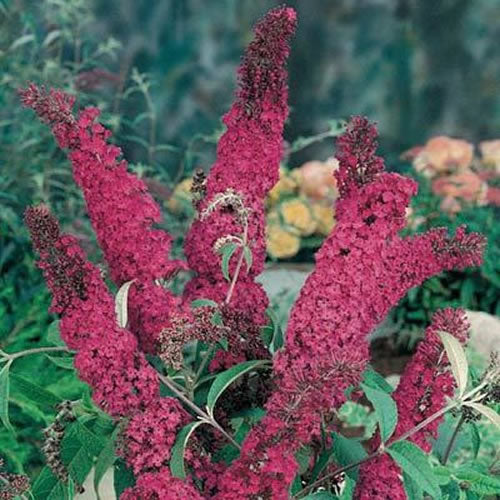 Buddleia Royal Red (9cm)