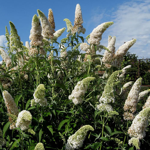 Buddleia White Profusion (9cm)