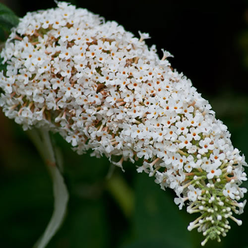 Buddleia White Profusion (9cm)