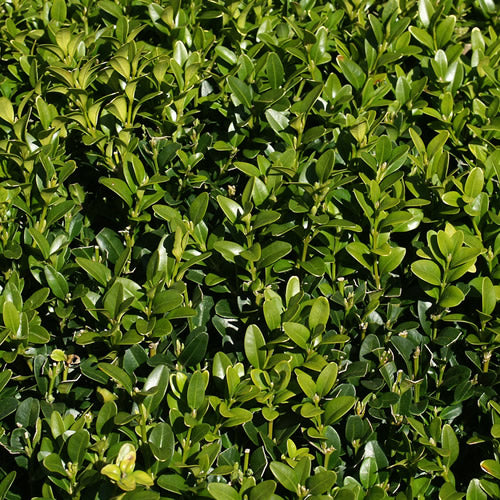 Buxus Sempervirens (9cm, Pack of 25)
