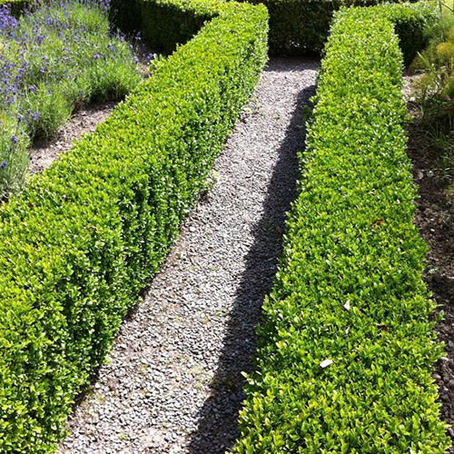 Buxus Sempervirens (9cm, Pack of 20)