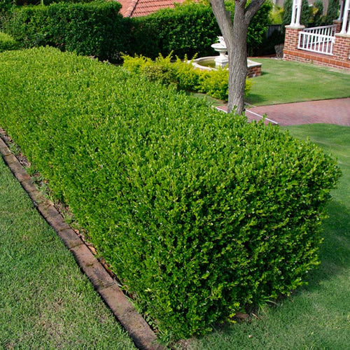Buxus Sempervirens (9cm, Pack of 25)