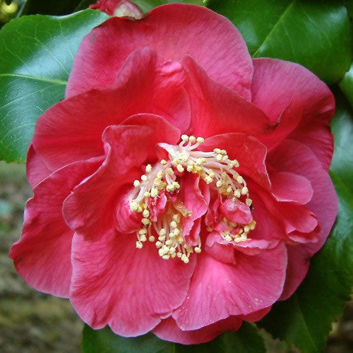 Camellia Dr. King (9cm)