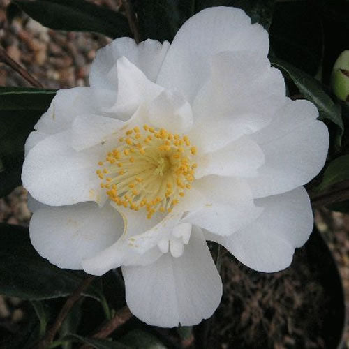 Camellia Silver Anniversary (9cm)