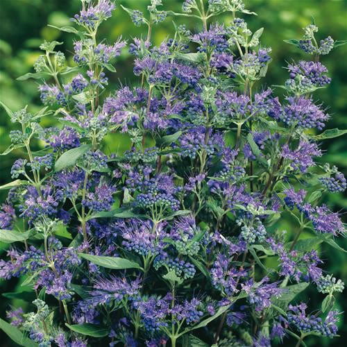 Caryopteris Heavenly Blue (9cm)
