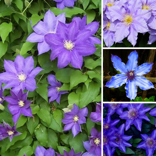 Clematis Blue (9cm)