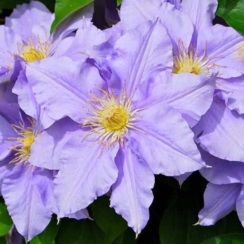 Clematis Blue (9cm)