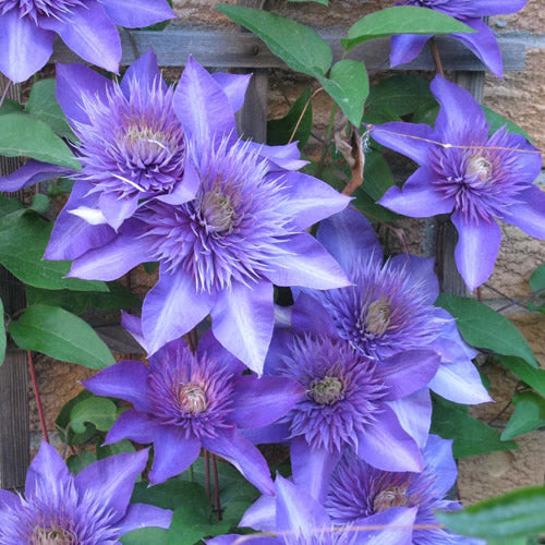 Clematis Blue (9cm)
