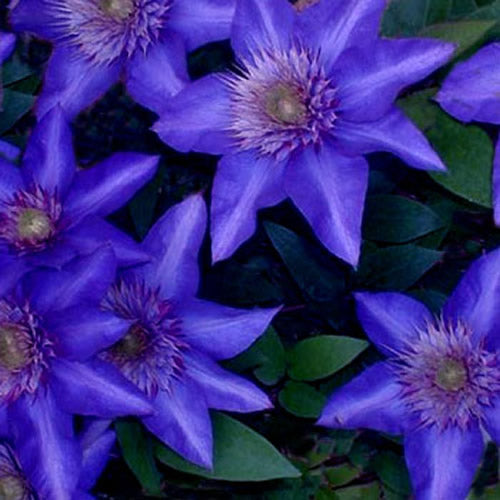 Clematis Blue (9cm)