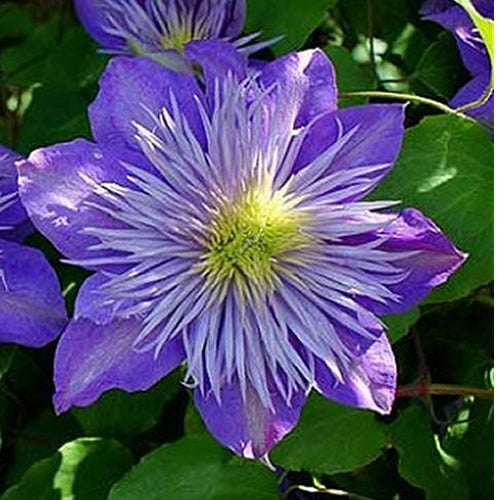 Clematis Blue (9cm)