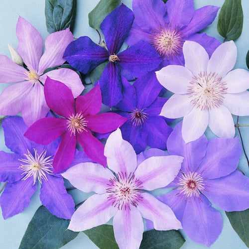 Clematis Mix (9cm, Pack of 3)