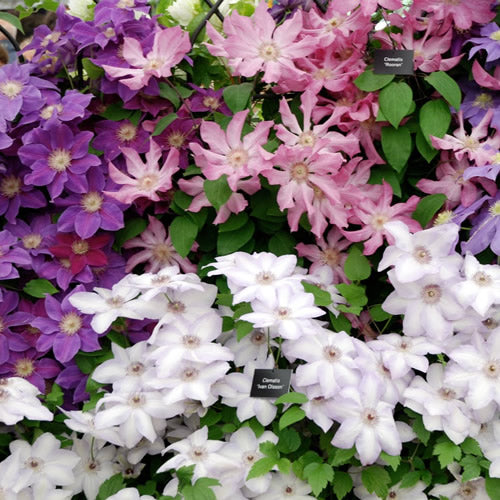 Clematis Mix (9cm, Pack of 3)