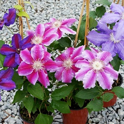 Clematis Mix (9cm, Pack of 3)