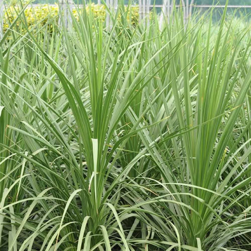 Cordyline Australis (9cm)