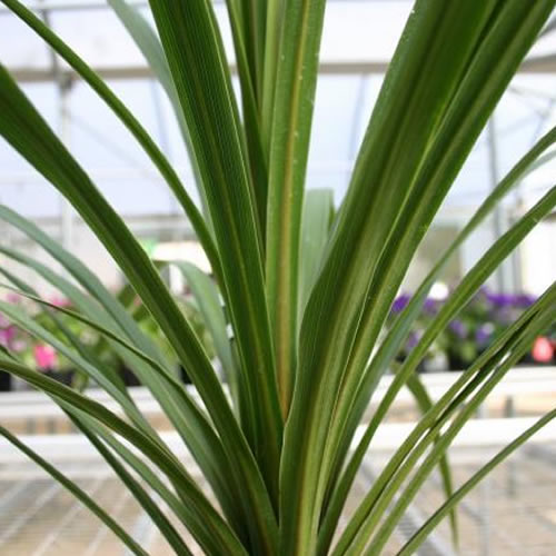 Cordyline Australis (9cm)